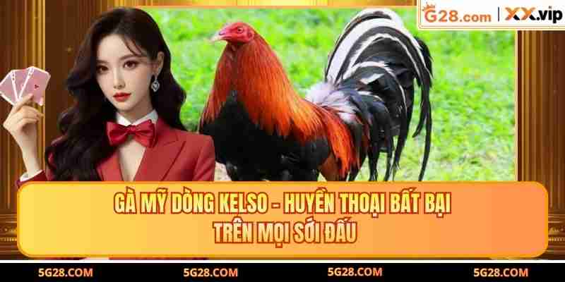 Gà Mỹ Dòng Kelso - Huyền Thoại Bất Bại Trên Mọi Sới Đấu