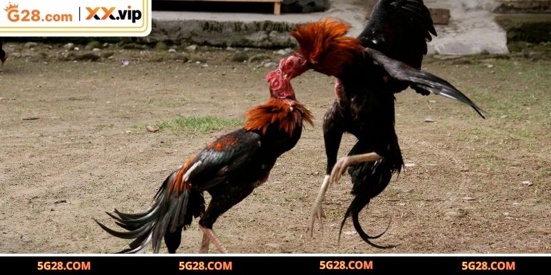 Quá trình lai tạo giống gà Asil mỹ trứ danh